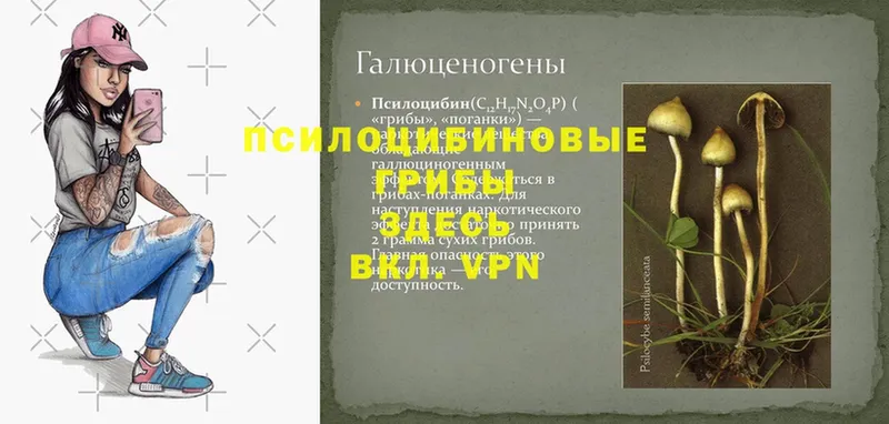 Галлюциногенные грибы Psilocybe  где найти наркотики  Соликамск 